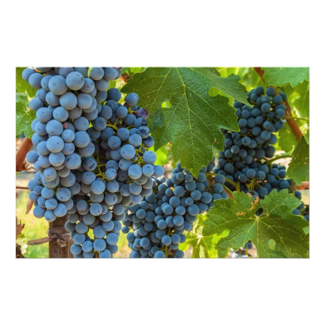 Impression Photo Grappes (Devant)