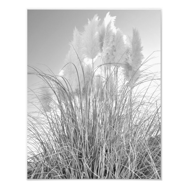 Impression Photo Grass et Hyacinths à Island Park, NY (Devant)
