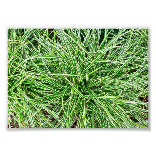 Impression Photo Grasses (Devant)