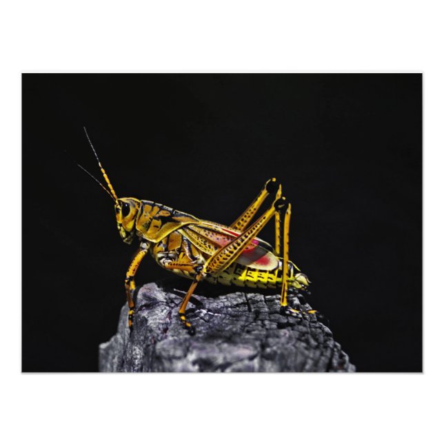 Impression Photo Grasshopper en lubier du sud-est. (Devant)