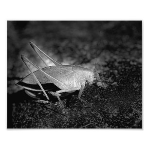Impression Photo Grasshopper Katydid Dans Insecte Noir Et Blanc 8x1