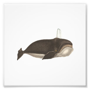 Impression Photo Gravure antique d'une baleine