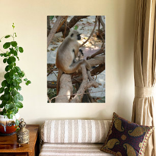 Impression Photo Gray Langur - Repose-toi
