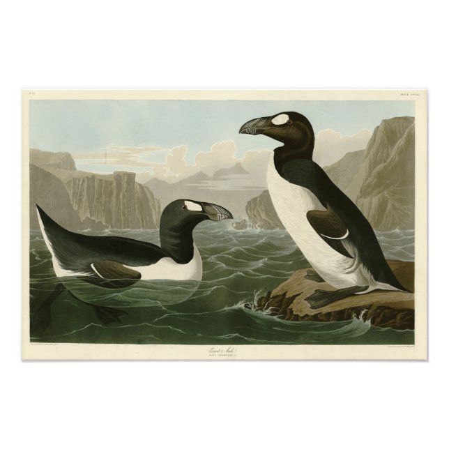 Impression Photo Great Auk - John James Audubon's Birds of America (Devant)