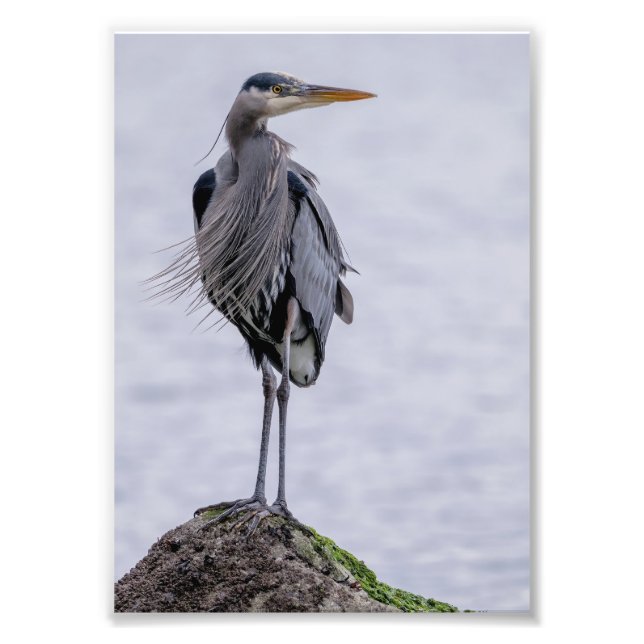 Impression photo Great Blue Heron (Devant)