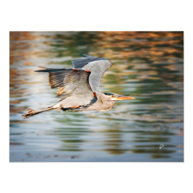 Impression Photo Great Blue Heron Over Lake Wildlife Print (Devant)