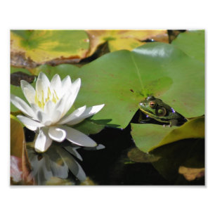 Impression Photo Grenouille Admirant L'Eau Lily 10x8 Nature Imprime
