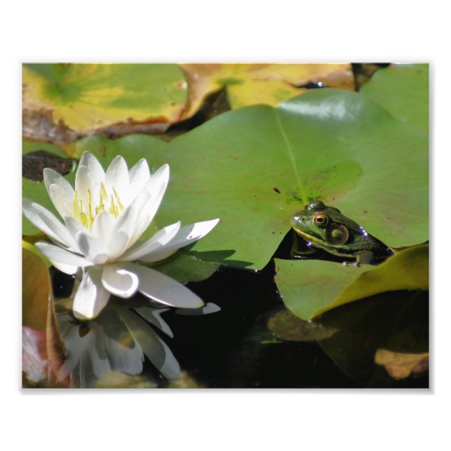 Impression Photo Grenouille Admirant L'Eau Lily Lotus Fleur 8x10 Na (Devant)