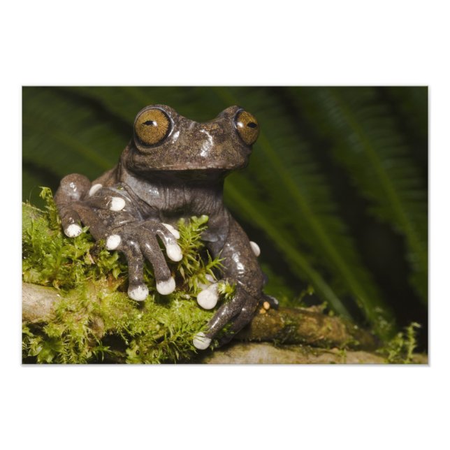 Impression Photo Grenouille arboricole captive de Tapichalaca Hylos (Devant)