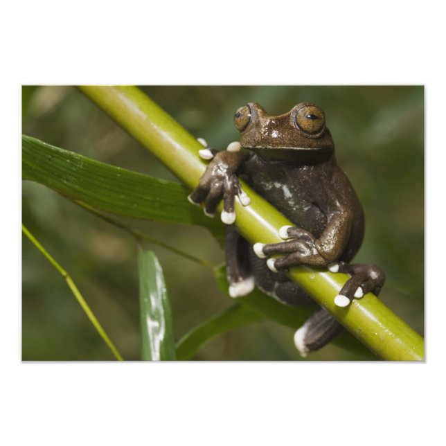 Impression Photo Grenouille arboricole captive de Tapichalaca Hylos (Devant)