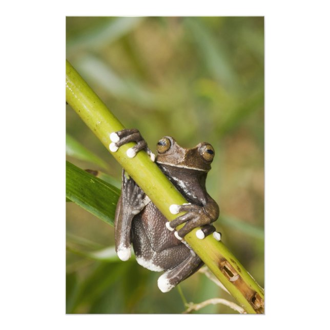 Impression Photo Grenouille arboricole captive de Tapichalaca Hylos (Devant)