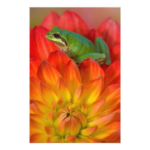 Impression Photo Grenouille arboricole du Pacifique sur des fleurs