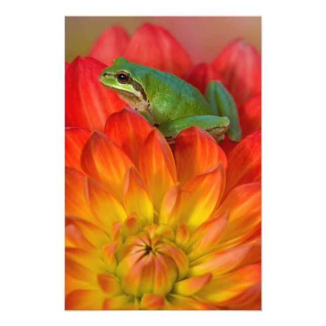 Impression Photo Grenouille arboricole du Pacifique sur des fleurs (Devant)