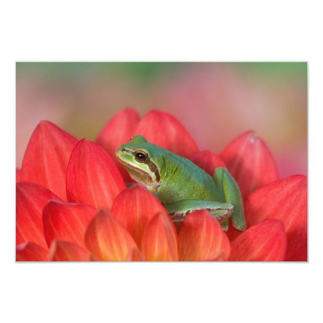 Impression Photo Grenouille arboricole du Pacifique sur des fleurs  (Devant)