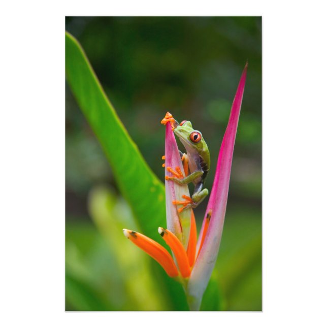 Impression Photo Grenouille aux yeux rouges, Costa Rica (Devant)