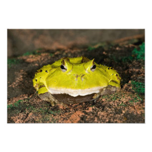 Impression Photo Grenouille cornu du Brésil, Ceratophrys cornuta, 2