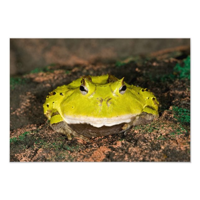Impression Photo Grenouille cornu du Brésil, Ceratophrys cornuta, 2 (Devant)