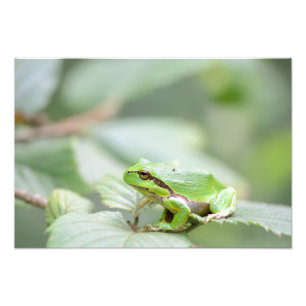 Impression Photo Grenouille d'arbre européenne dans la copie verte