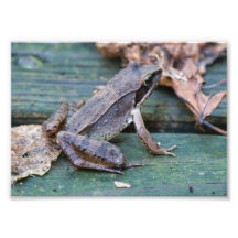 Grenouille en bois Brown