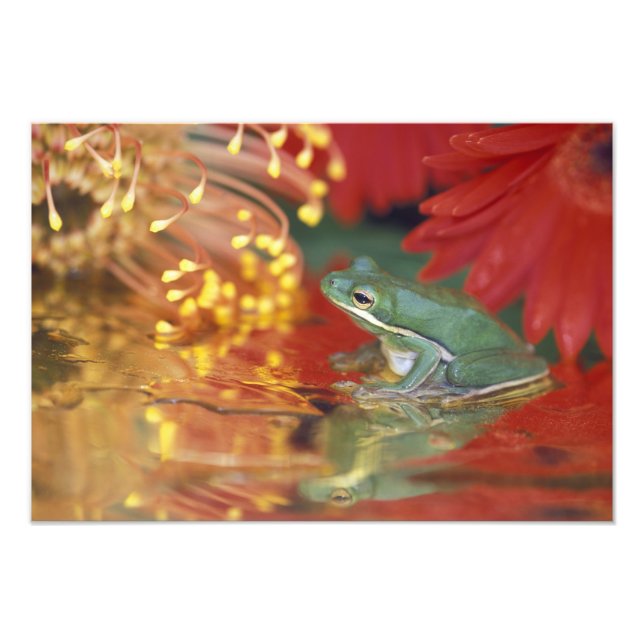 Impression Photo Grenouille et reflets parmi les fleurs. Crédit : (Devant)