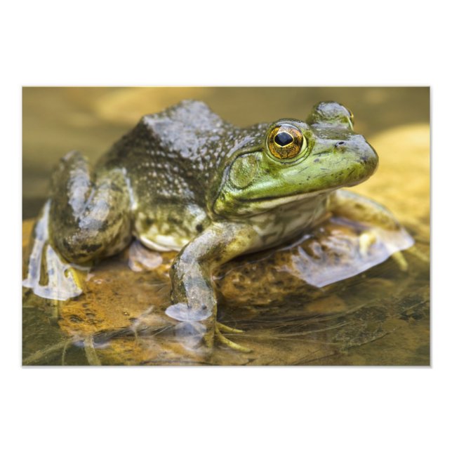 Impression Photo Grenouille le long de la rivière Buffalo, Mile 126 (Devant)