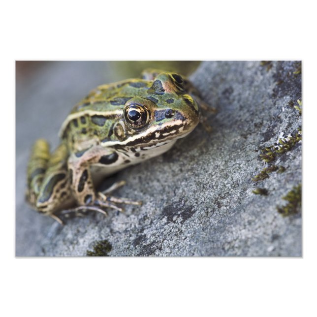 Impression Photo Grenouille léopard du nord, Île transparente, (Devant)