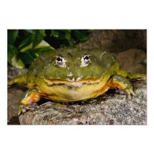 Impression Photo Grenouille-taureau africaine, Pyxicephalus