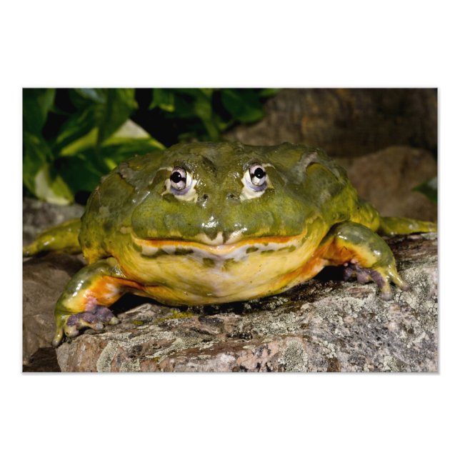 Impression Photo Grenouille-taureau africaine, Pyxicephalus (Devant)
