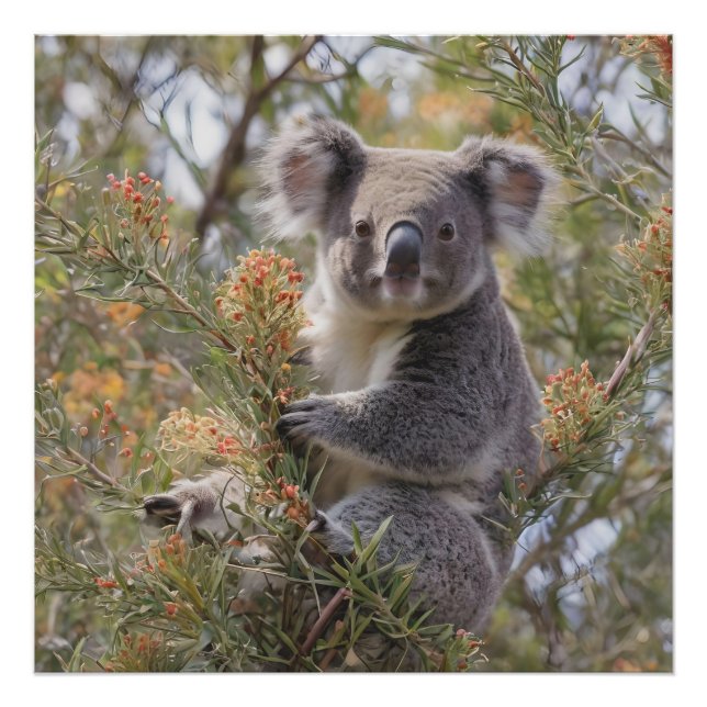Impression Photo Grevillea Koala Bear, (Devant)