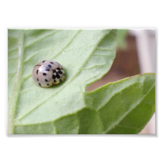 Impression Photo Grey Ladybug