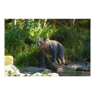 Impression Photo Grizzly sauvage à Bute Inlet