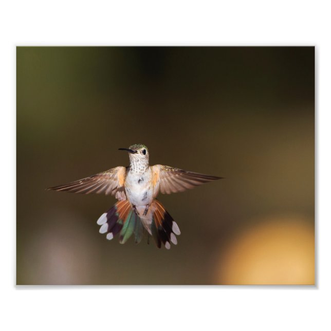 Impression Photo Gros Colibri à queue large (Devant)