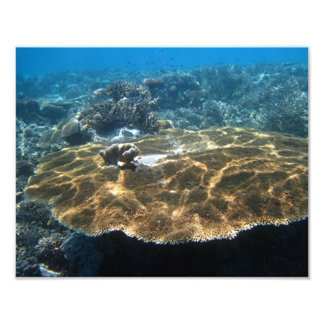 Impression Photo Gros Corral (Devant)