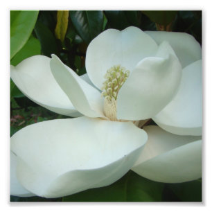 Impression Photo gros pétales de fleur de magnolia blanche