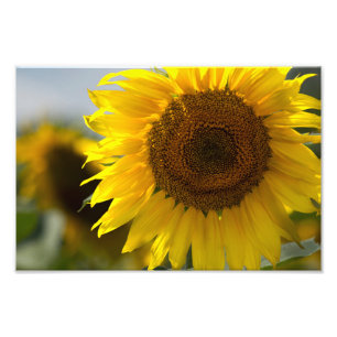 Impression photo - Gros plan de beau tournesol jau