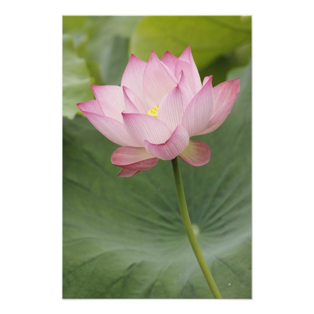 Impression Photo Gros plan de fleur de lotus, Nelumbo nucifera), (Devant)
