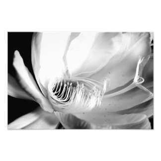 Impression Photo Gros plan de la Reine de la Nuit en noir et blanc