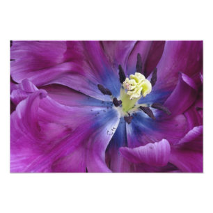 Impression Photo Gros plan de tulipe, jardin Keukenhof, Lisse, 2