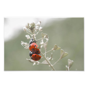 Impression Photo Gros plan des bogues en charge sur le plante