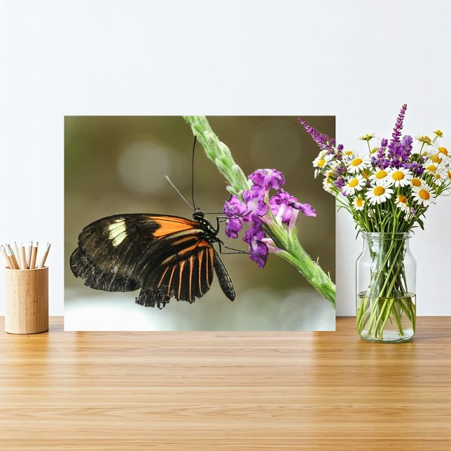 Impression Photo Gros plan papillon sur Verbena Flower (Orange and black butterfly on a vivid purple flower fits a rustic natural home with simple beauty.
)