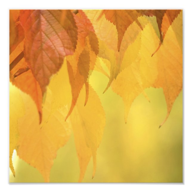 Impression Photo Gros plan sur des feuilles d'automne sur une branc (Devant)