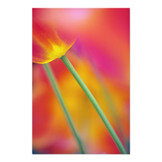 Impression Photo Gros plan sur le dessous de la fleur de tulipe, (Devant)