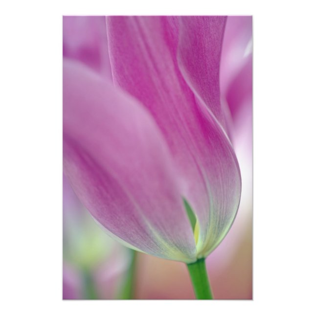 Impression Photo Gros plan sur le dessous d'une fleur de tulipe, 2 (Devant)