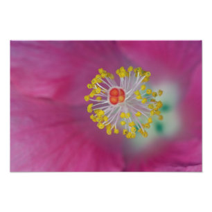 Impression Photo Gros plan sur l'étamine de fleur d'Hibiscus, Hibis