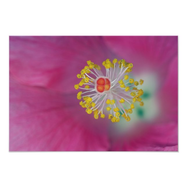 Impression Photo Gros plan sur l'étamine de fleur d'Hibiscus, Hibis (Devant)
