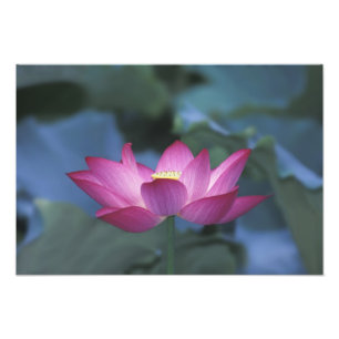Impression Photo Gros plan sur une fleur de lotus rouge et des feui