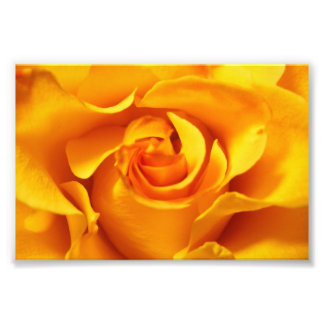Impression Photo Gros plan sur une rose jaune