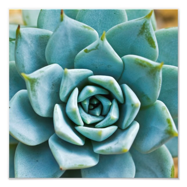 Impression Photo Gros plan sur une succulente (Devant)