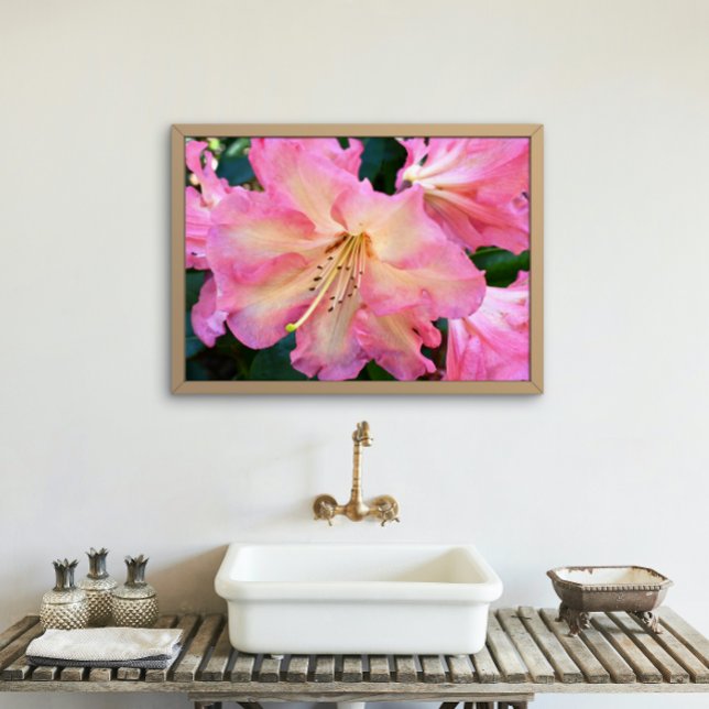 Impression Photo Gros Rhododendron rose fleuri (In Situ Framed)