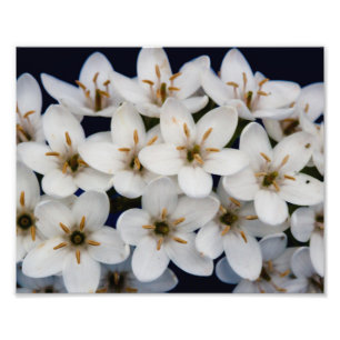 Impression Photo Groupes de fleurs blanches